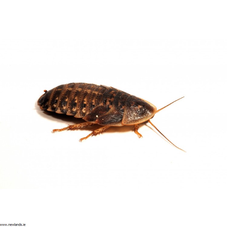 Dubia Roaches 25-30mm 6 Pack - Newlands Garden Centre